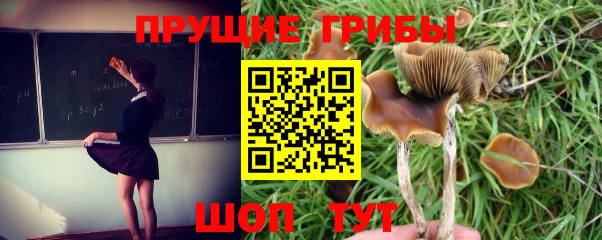 Псилоцибиновые грибы ЛСД  Галлюциногенные грибы Cubensis  Вход с VPN  Ипатово 